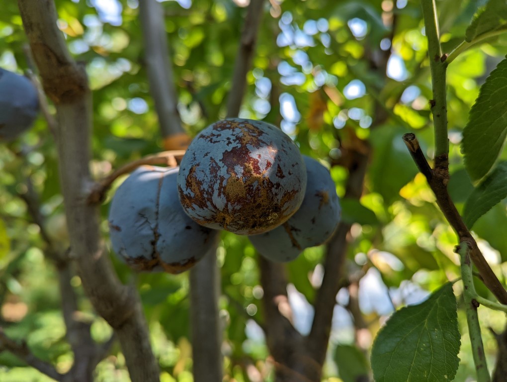 images/stories/virtuemart/product/New York Mirabelle